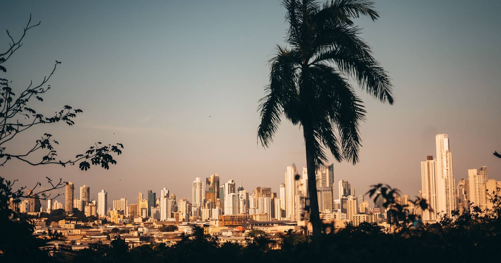 Panama City skyline at dusk framed by a palm tree, Panama