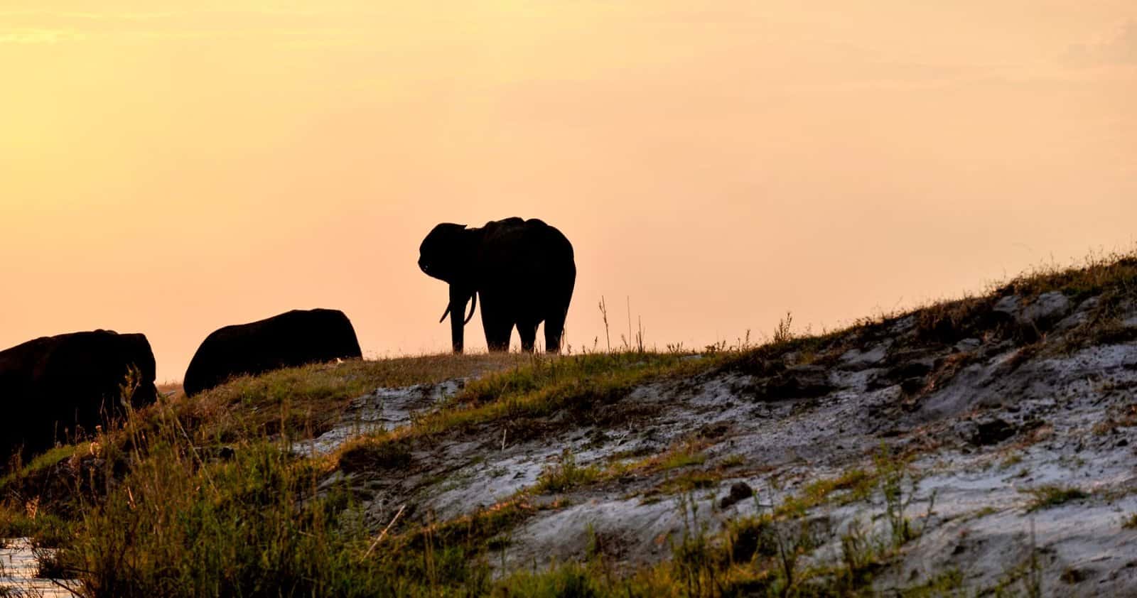 Elephants silhouetted at sunset on the Chobe River, Botswana